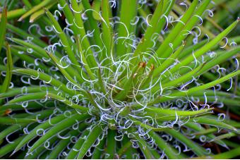 ADAMS NEEDLE YUCCA