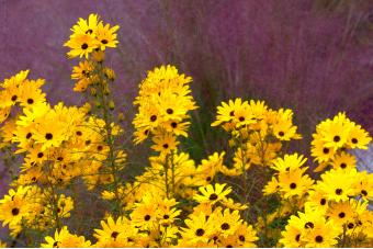 BLACK EYED SUSAN
