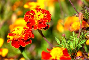 BRILLIANT COLOR