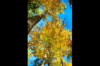 COLORFUL CANOPY