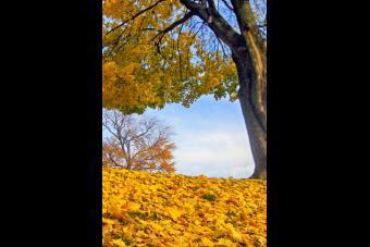 FALL COLORS ABOUND HDR