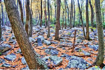 FALL GARDEN OF STONES HDR