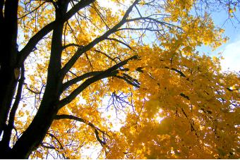 FALL MAPLE AT BAKER PARK