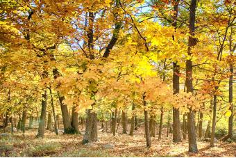 FALL WOODS AT YELLOWSPRING