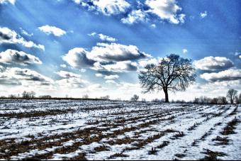 FIELD AT BEST FARMS