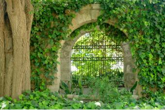 IVY GATE