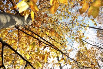 POPLAR TREES AT MAITLAND