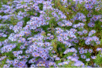 PURPLE ASTER