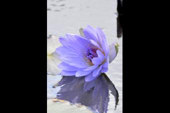 PURPLE LILY