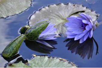 PURPLE WATERLILY