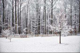 SNOW AT MAITLAND 4