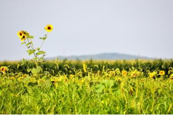 SUNFLOWER VALLEY 1