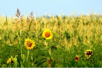 SUNFLOWER VALLEY 2