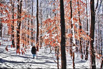 WALKING THROUGH THE WOODS ON A SNOWY EVE