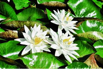 WHITE WATER LILY