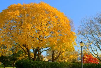 YELLOW MAPLE AT BAKER PARK