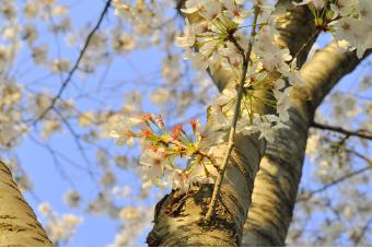 YOSHINO FLOWERING CHERRY