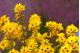 BLACK EYED SUSAN