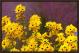 BLACK EYED SUSAN