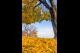 FALL COLORS ABOUND HDR