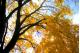 FALL MAPLE AT BAKER PARK