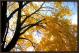 FALL MAPLE AT BAKER PARK