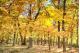 FALL WOODS AT YELLOWSPRING