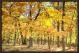 FALL WOODS AT YELLOWSPRING