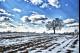 FIELD AT BEST FARMS