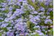 PURPLE ASTER