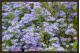 PURPLE ASTER