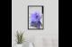 PURPLE LILY