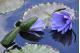PURPLE WATERLILY