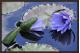 PURPLE WATERLILY