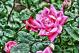 ROSE BY ANY OTHER NAME