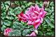 ROSE BY ANY OTHER NAME
