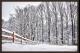SNOW AT MAITLAND 6