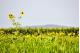 SUNFLOWER VALLEY 1