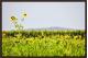SUNFLOWER VALLEY 1