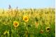 SUNFLOWER VALLEY 2