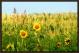 SUNFLOWER VALLEY 2