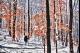 WALKING THROUGH THE WOODS ON A SNOWY EVE