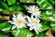 WHITE WATER LILY