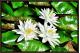 WHITE WATER LILY