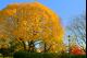 YELLOW MAPLE AT BAKER PARK