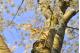 YOSHINO FLOWERING CHERRY
