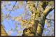 YOSHINO FLOWERING CHERRY